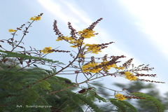 Peltophorum pterocarpum